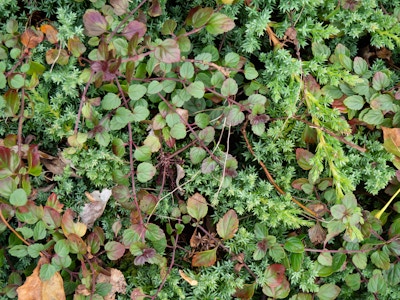 Green Leaves - A close up of green plants