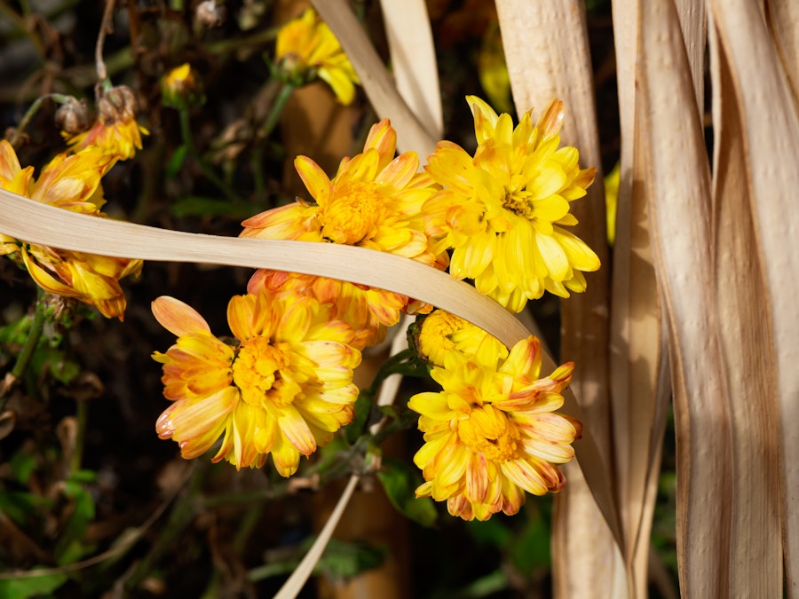 Photo: Yellow Mums