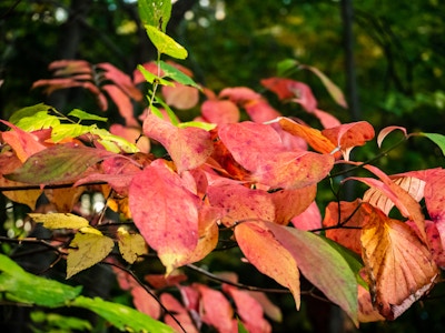 Red and Green Leaves - A close up of red leaves