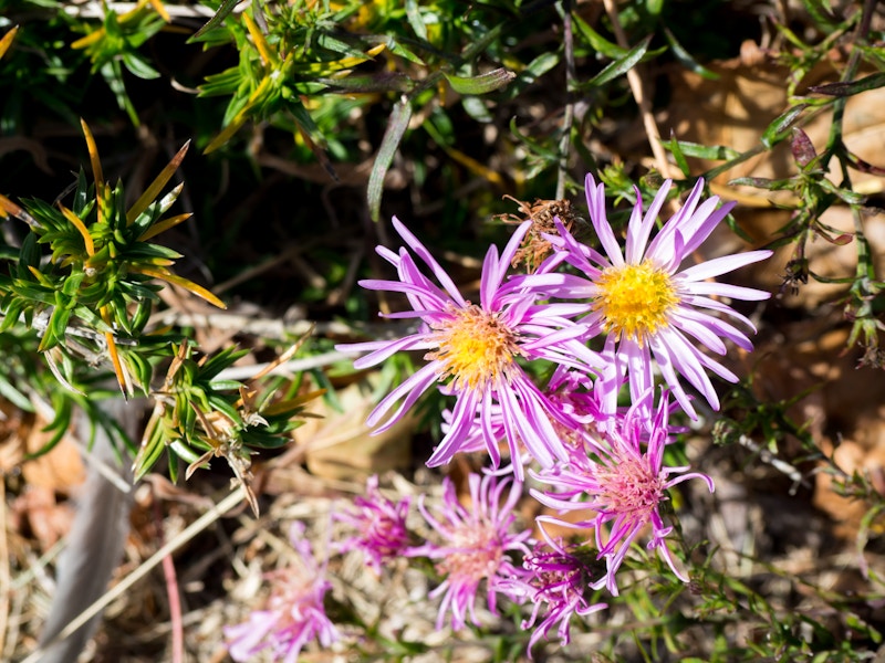 Photo: Pink and Yellow Flowers