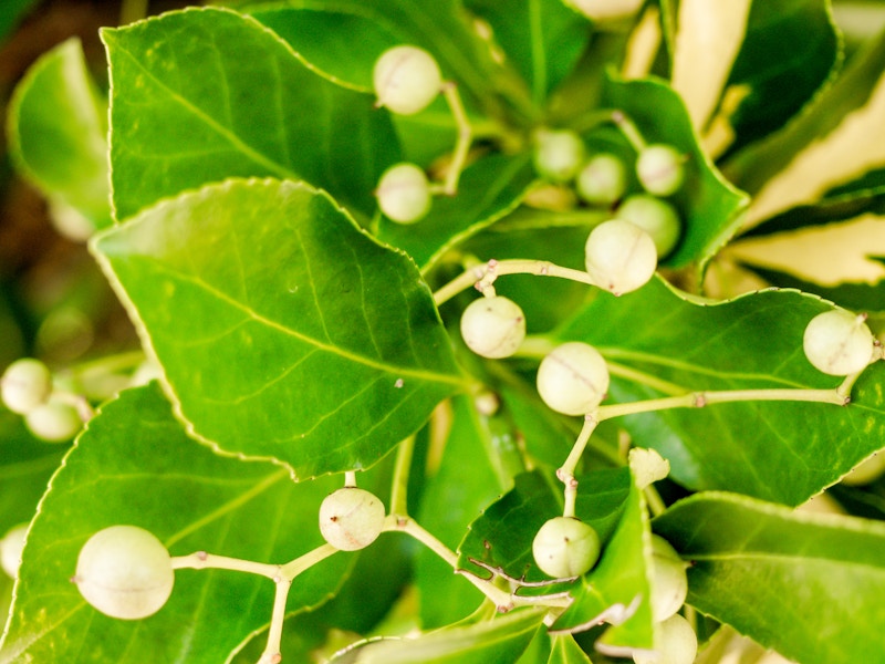 Photo: Leaves on Bush