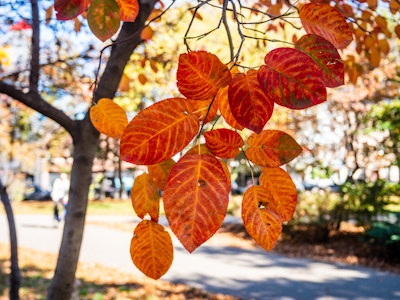 Red and Orange Fall Leaves - A tree with orange leaves in a sunny park