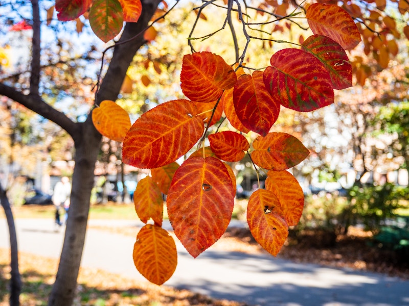 Photo: A tree with orange leaves in a sunny park