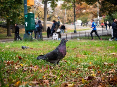 Pigeon on the Grass at a Park - A pigeon standing on grass in a park with people in the background