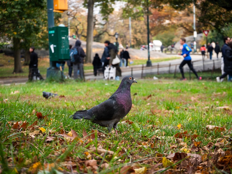 Photo: A pigeon standing on grass in a park with people in the background
