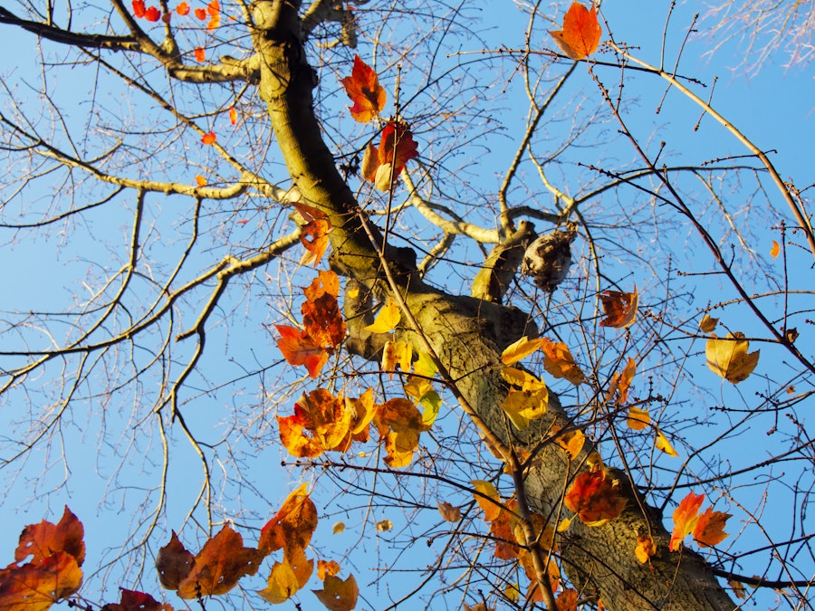 Photo: Looking up at a tree with orange and yellow leaves