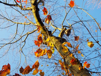 Fall Leaves in Tree - Looking up at a tree with orange and yellow leaves