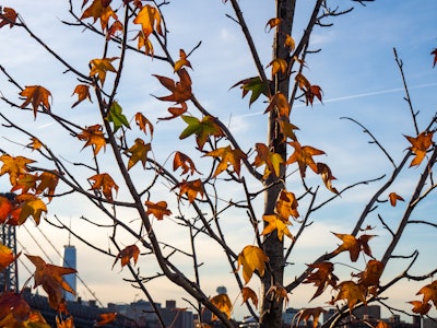 Fall Leaves on Tree Branches in Sunset - A tree with orange leaves in front of a blue and orange sky