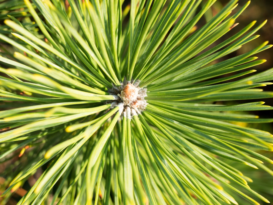 Photo: Pine