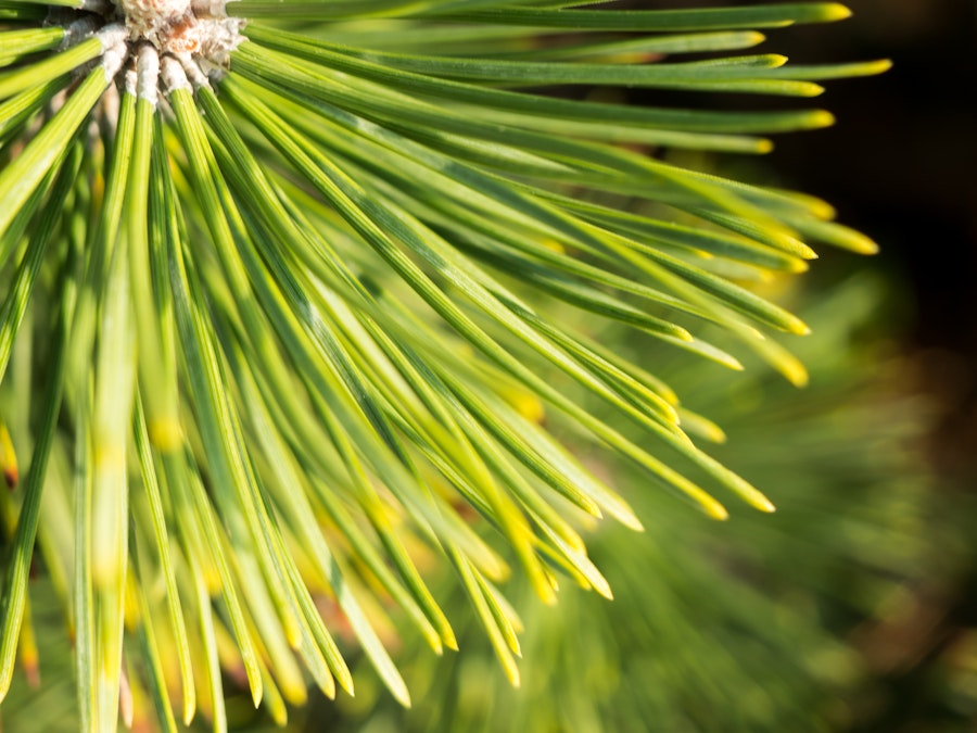 Photo: Pine Tree