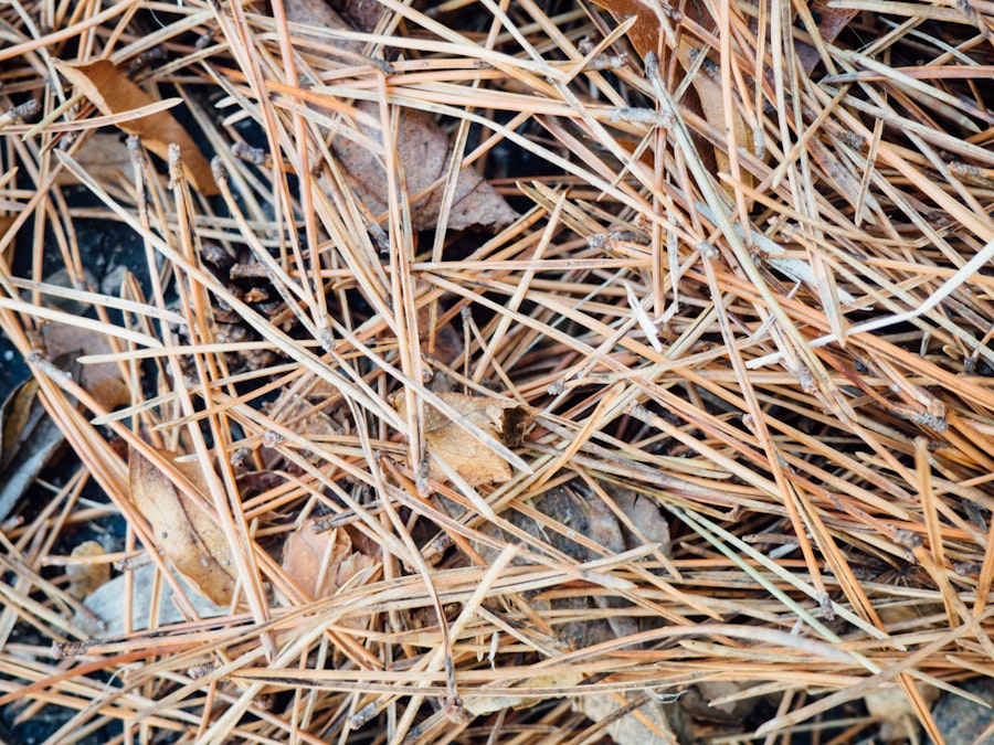 Photo: Fallen Pine Leaves on Concrete