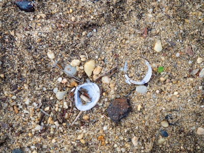 Shells on Sand - A close up of a shell in sand on a beach