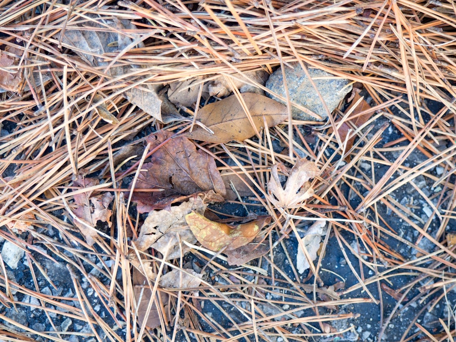 Photo: Leaves on Granite