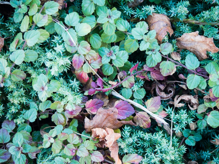 Photo: Leaves and Clovers